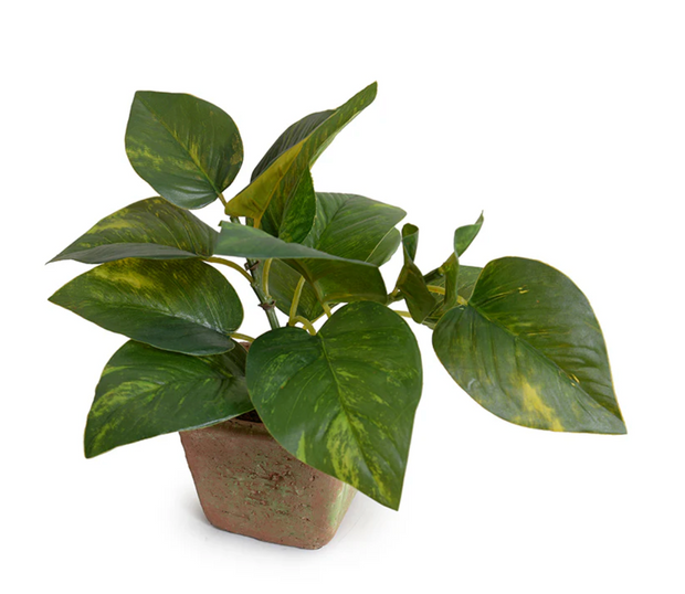 Pothos in Terracotta 9"H