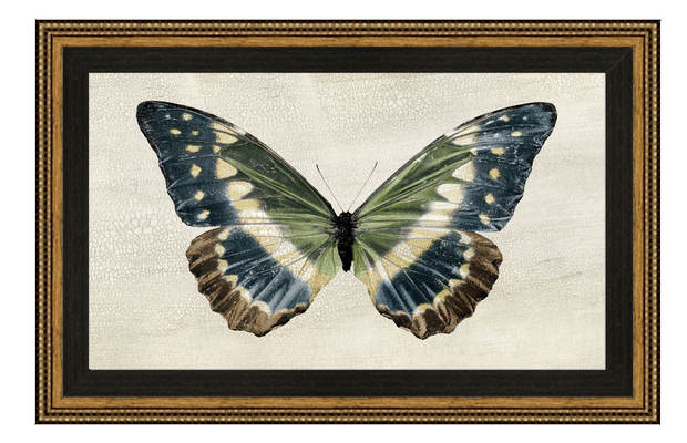 Antique Moth 2