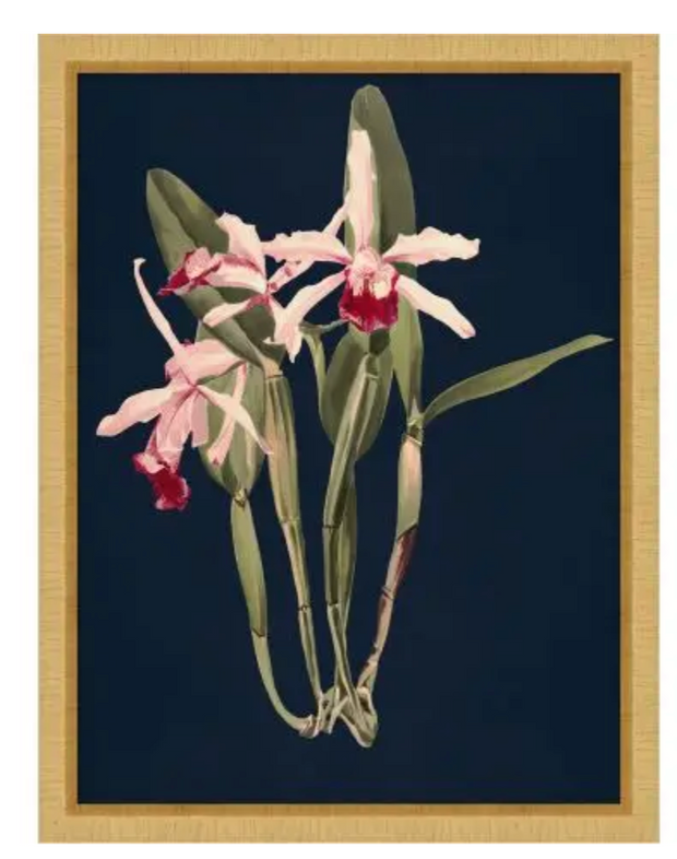 Lush Orchid 4