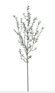 Eucalyptus Stem