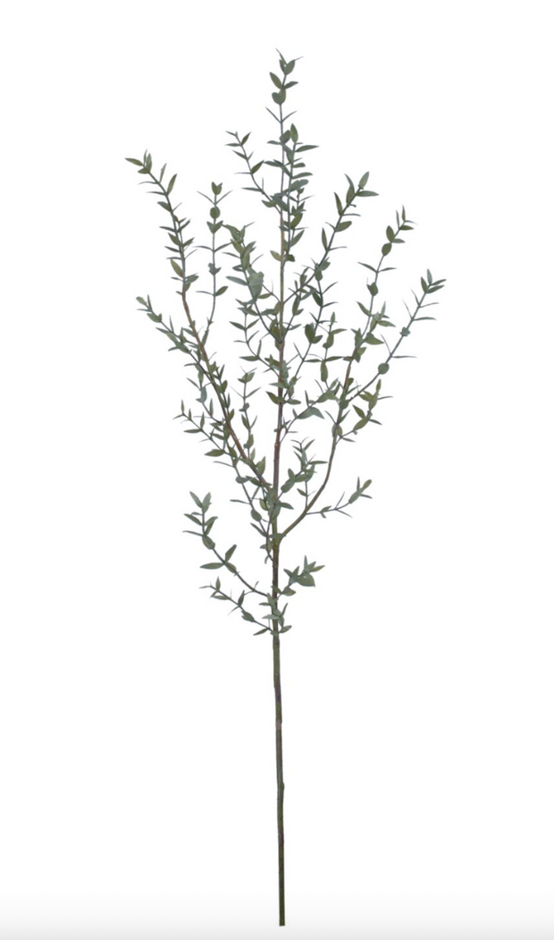 Eucalyptus Stem