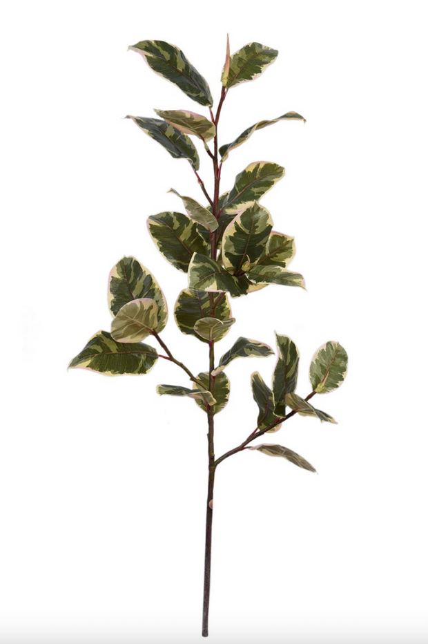 Rubber Plant Branch