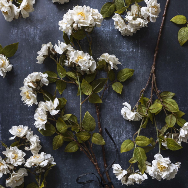 Rose Spray, Cream