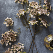 Queen Anne's Lace Stem, Blush