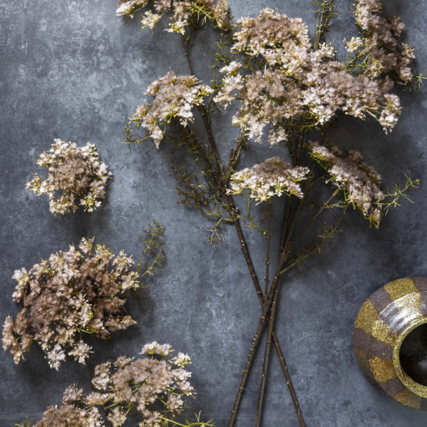 Queen Anne's Lace Stem, Blush
