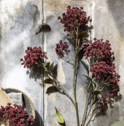 Butterfly Bush, Rouge