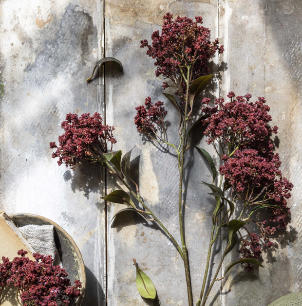 Butterfly Bush, Rouge