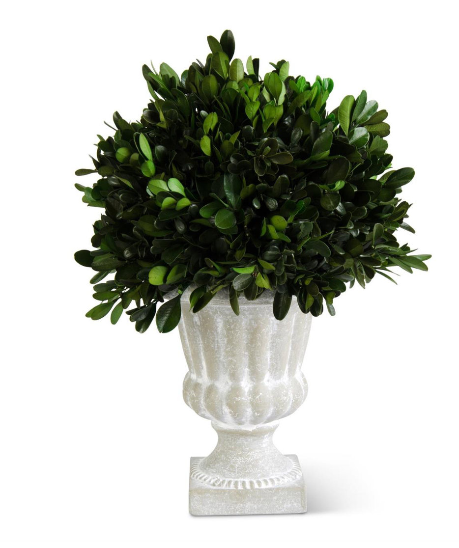 11 inch Round Boxwood in Gray Urn