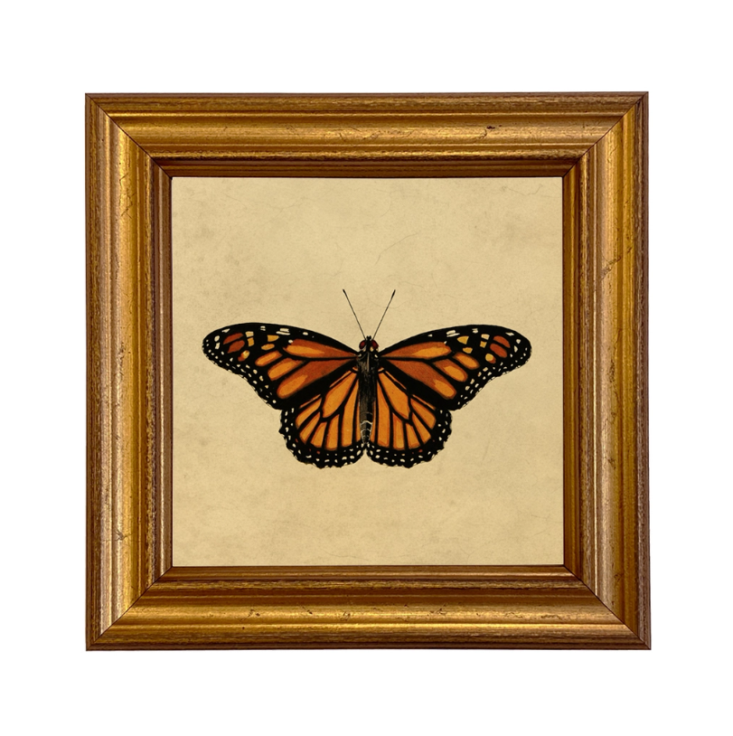 Monarch Butterfly Vintage Style Illustration Framed Print