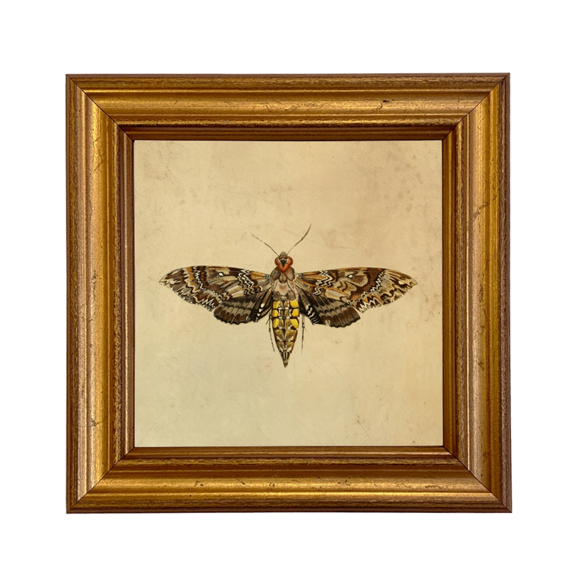 Hawk Moth Vintage Style Illustration Framed Print