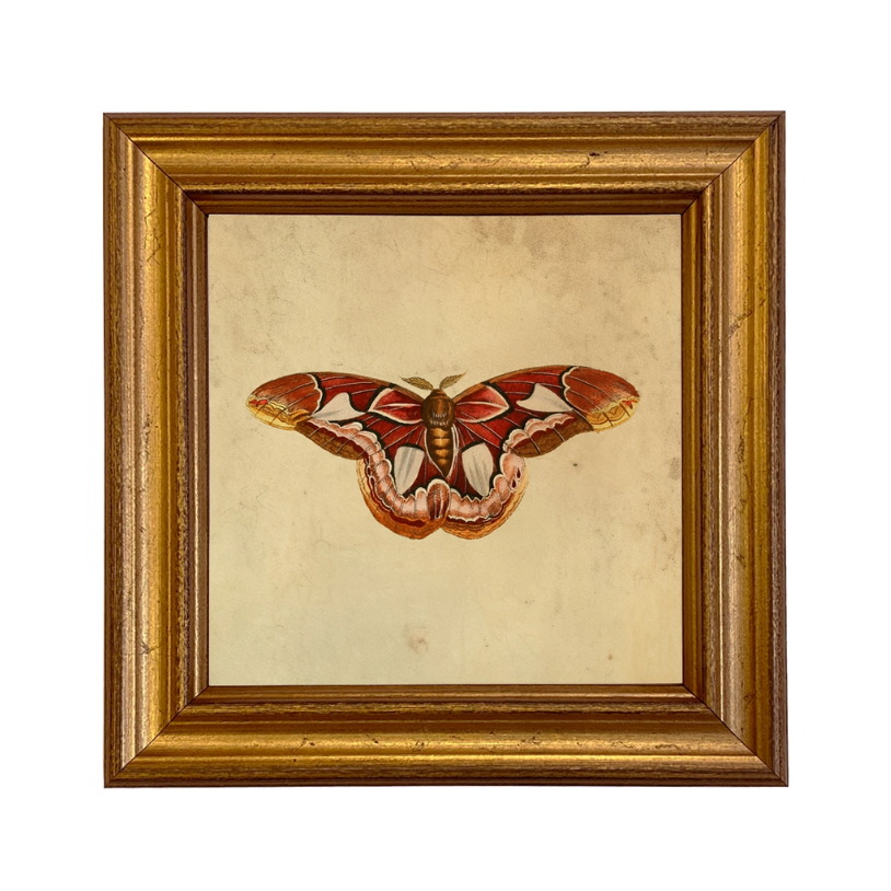 Atlas Moth Vintage Style Illustration Framed Print