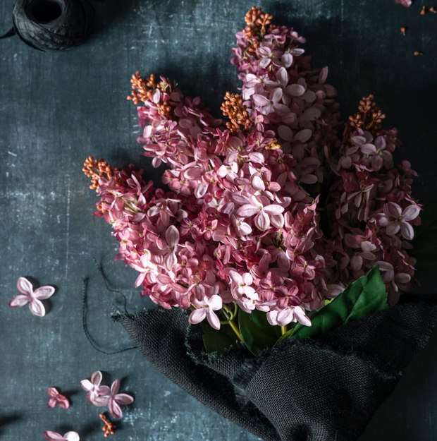 Cone Hydrangea Sunset