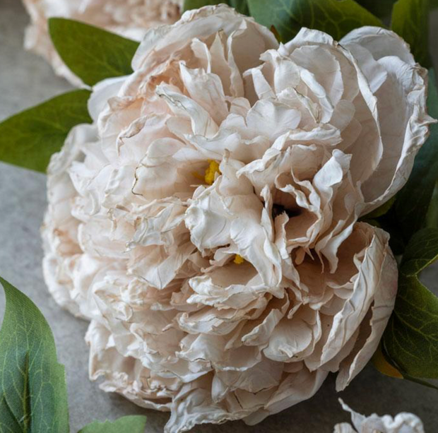 Peony Evening Dew Stem