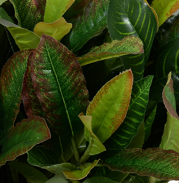 Aglaonema Plant