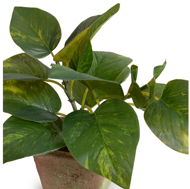 Pothos in Terracotta 9"H