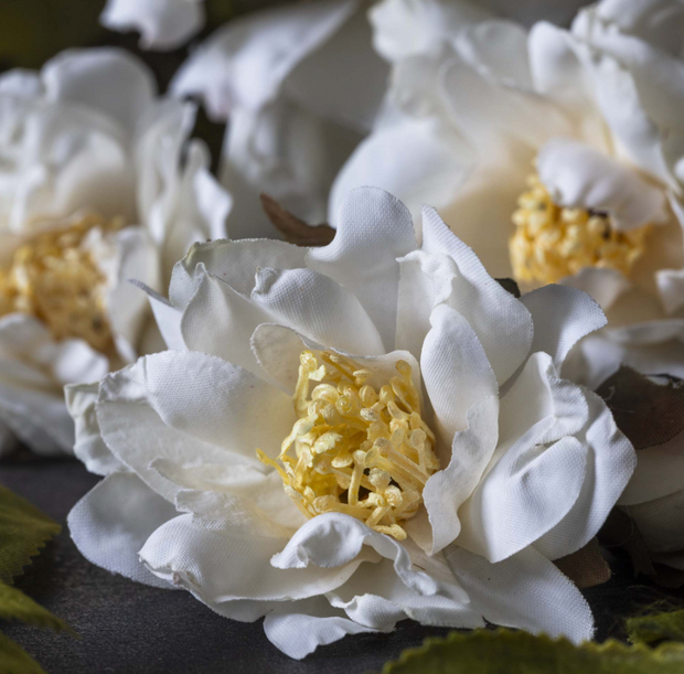 Rose Spray, Cream