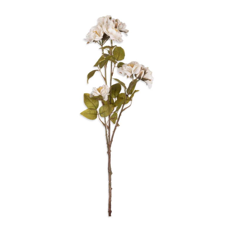Rose Spray, Cream