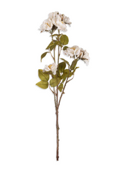 Rose Spray, Cream