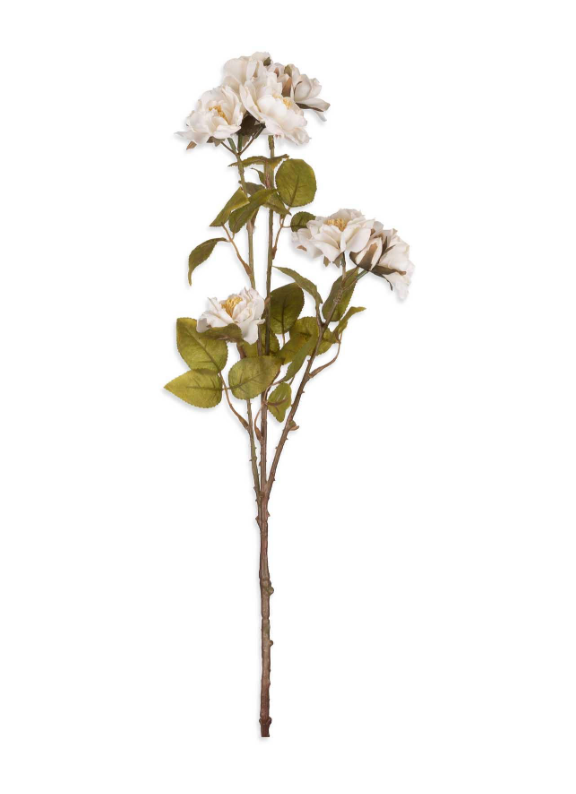 Rose Spray, Cream
