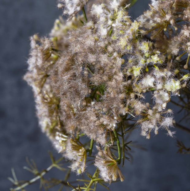 Queen Anne's Lace Stem, Blush