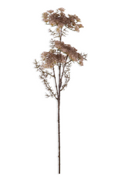 Queen Anne's Lace Stem, Blush
