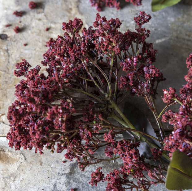Butterfly Bush, Rouge