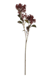 Butterfly Bush, Rouge