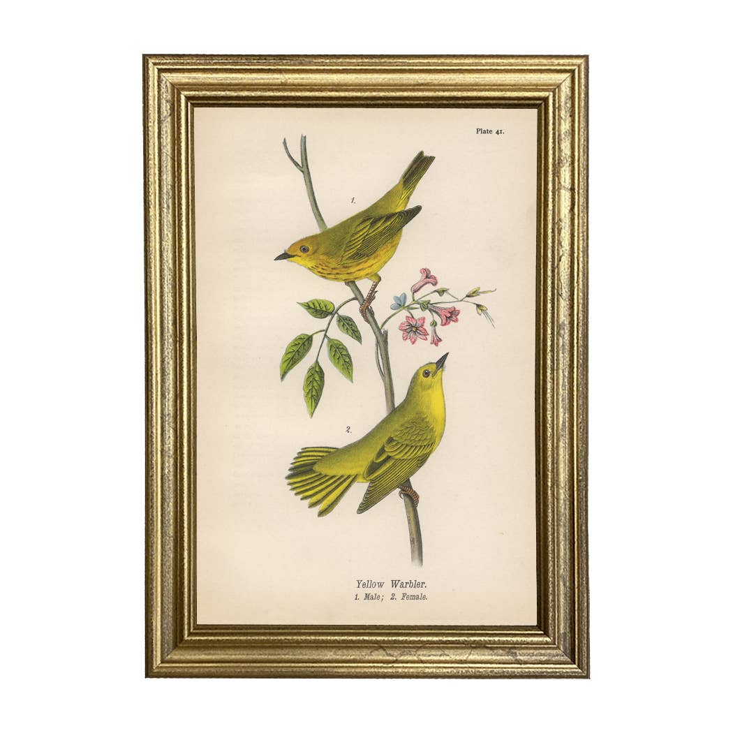 Yellow Warbler Vintage Color Illustration Print Behind Glass