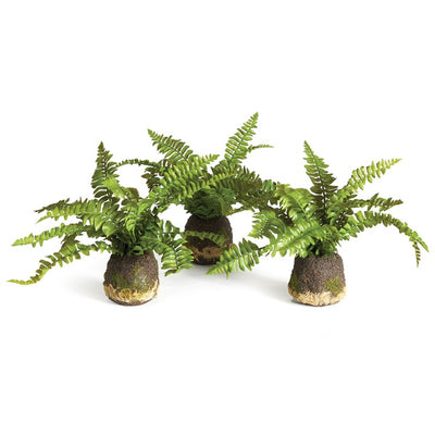 Realistic Boston Fern Drop-In