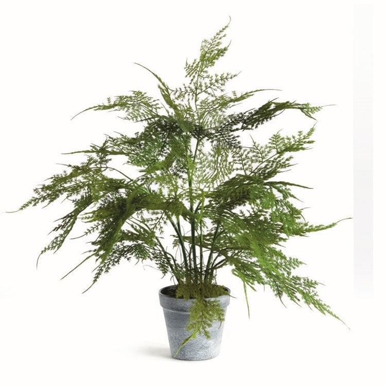 Plumosa Fern Drop-In 17