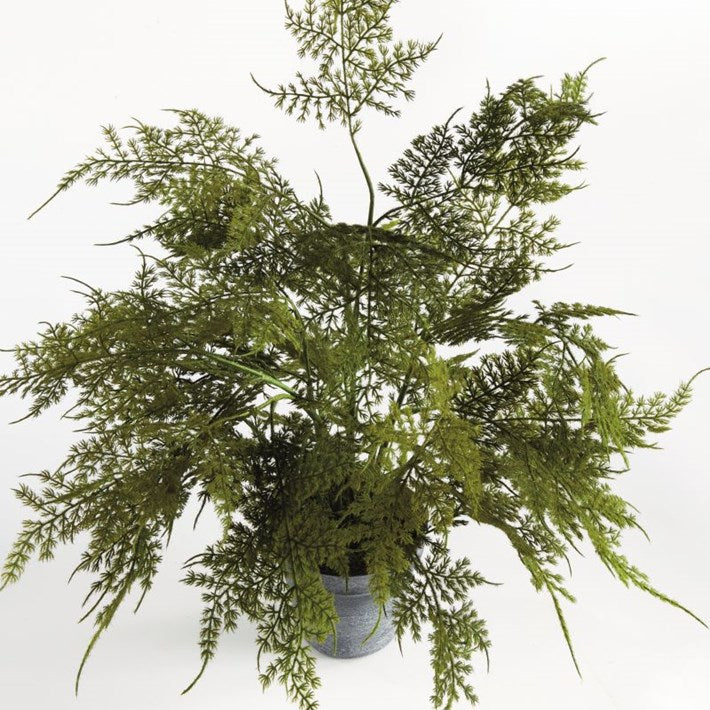 Plumosa Fern Drop-In 17