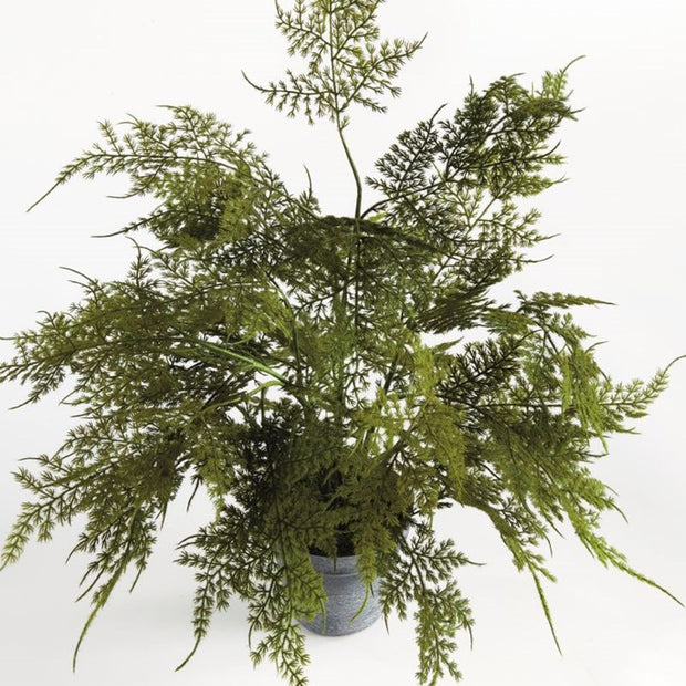 Plumosa Fern Drop-In 17"