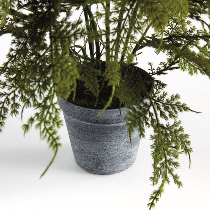 Plumosa Fern Drop-In 17
