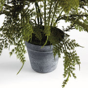 Plumosa Fern Drop-In 17"