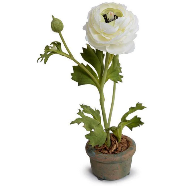 Ranunculus Mini Pot - White