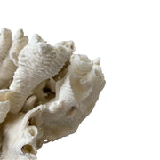 Genuine Coral Object
