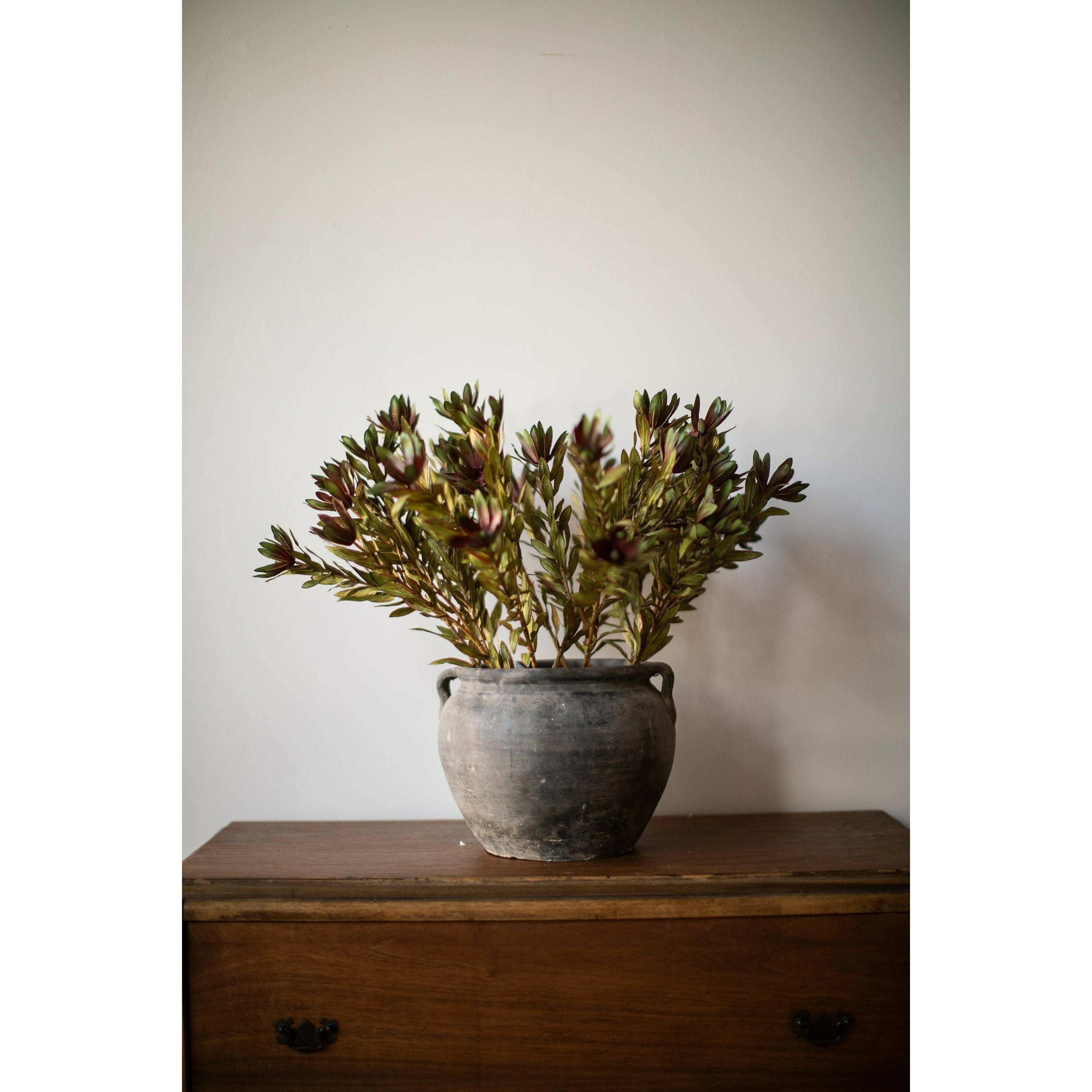 Evie Protea Foliage