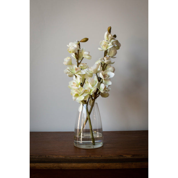 Cymbidium Orchid- White