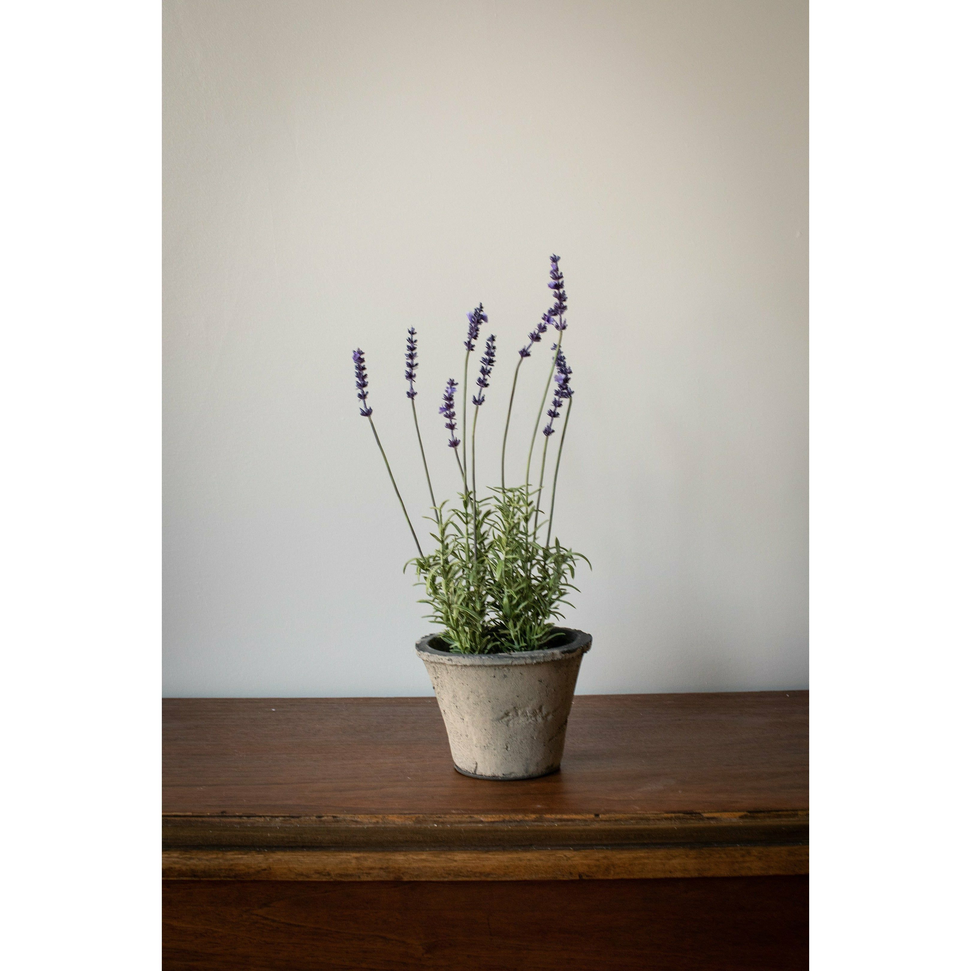 Katie Potted French Lavender Plant