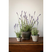 Katie Potted French Lavender Plant