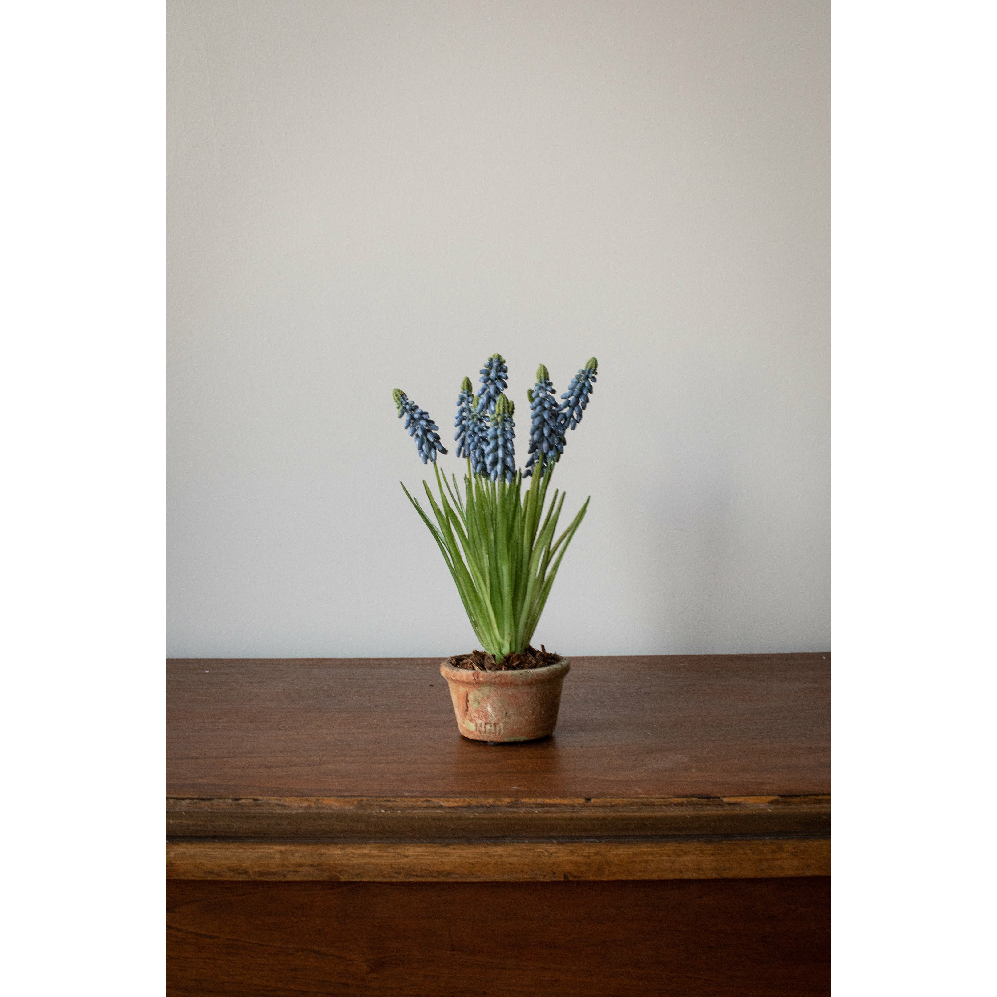 Grape Hyacinth in Terracotta - Blue