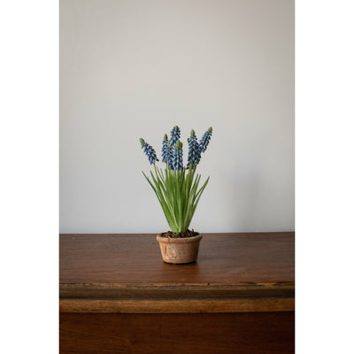 Grape Hyacinth in Terracotta - Blue