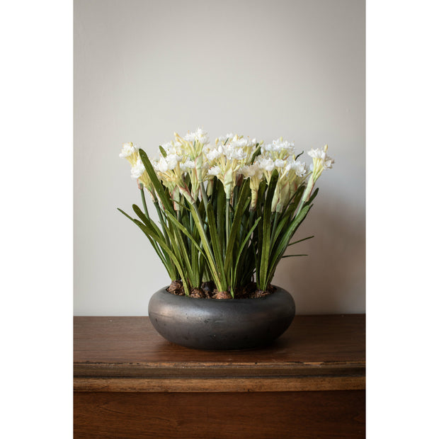 Paperwhite Narcissus Arrangement