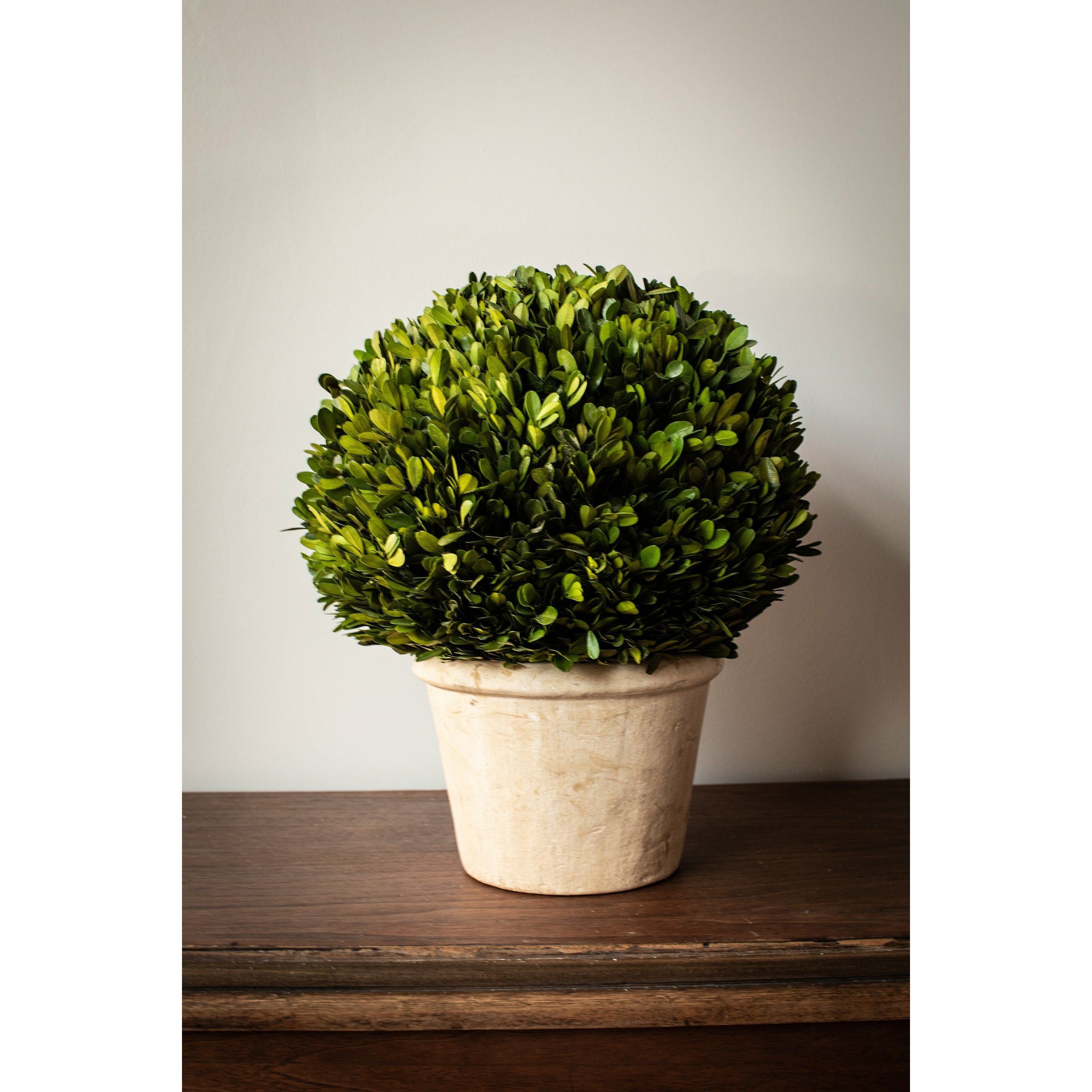 Boxwood -  12