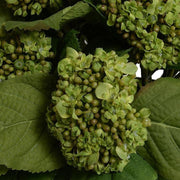 Hydrangea Bud Arrangement - Green