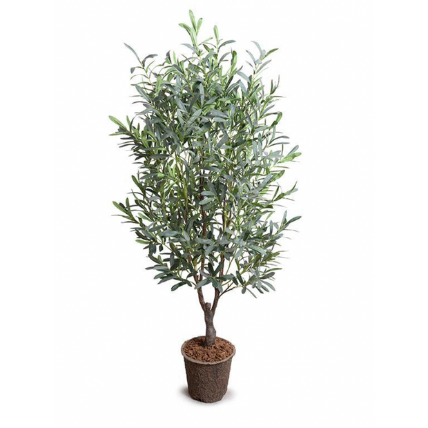 Olive Tree, 5.5' - Single Trunk