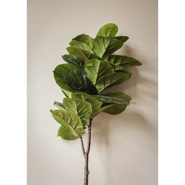 Fiddle Leaf Fig Branch - 48"