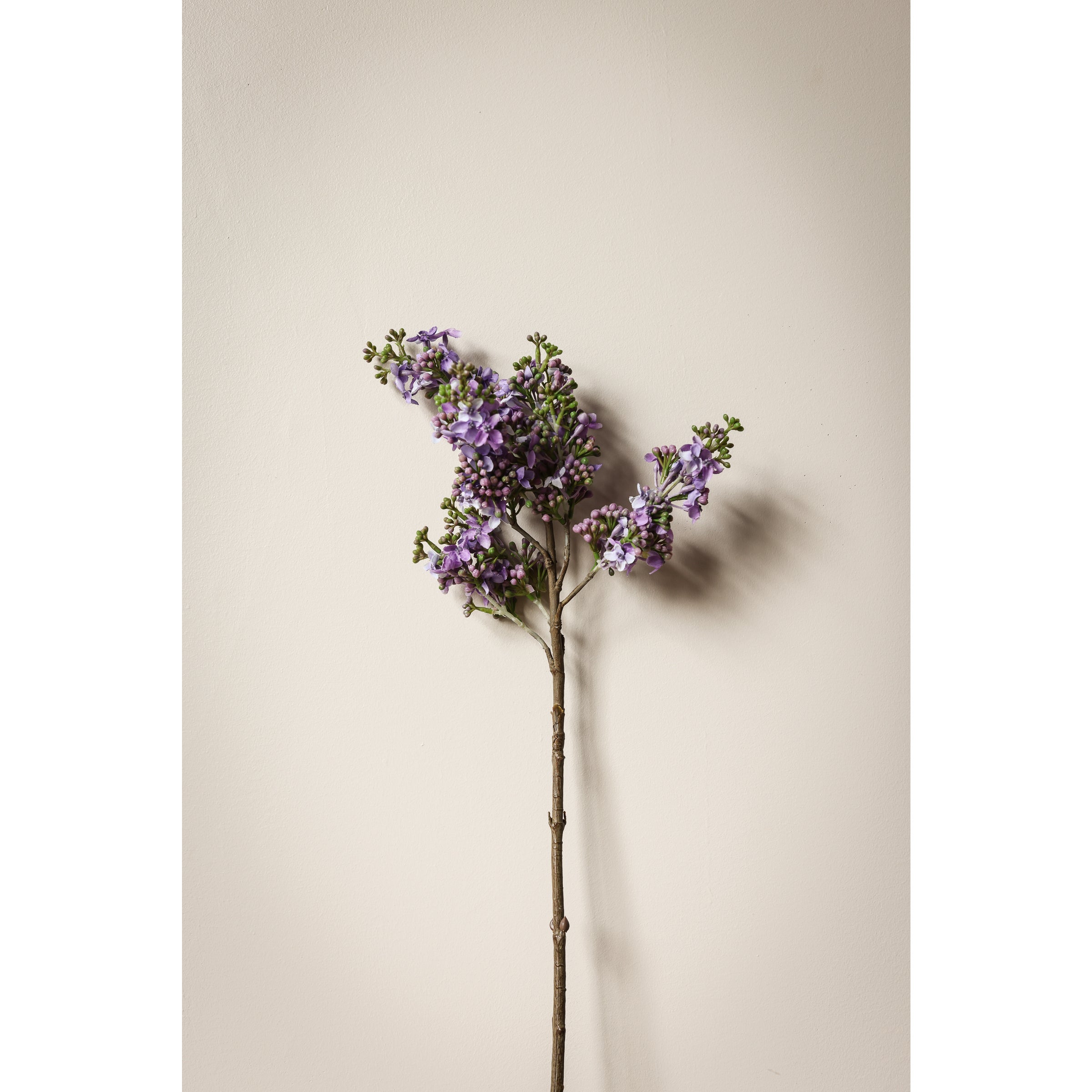 Lilac Branch, 38