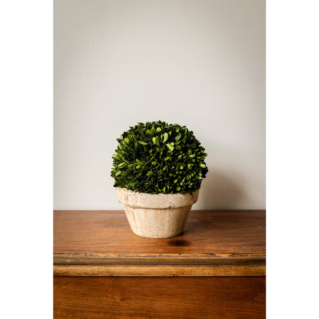 Boxwood Ball in Pot - Large