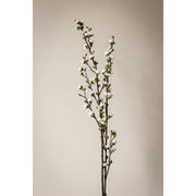 Set/2 - Quince Blossom Branches